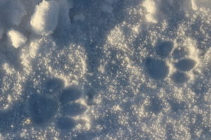 Orme di cane sul manto nevoso